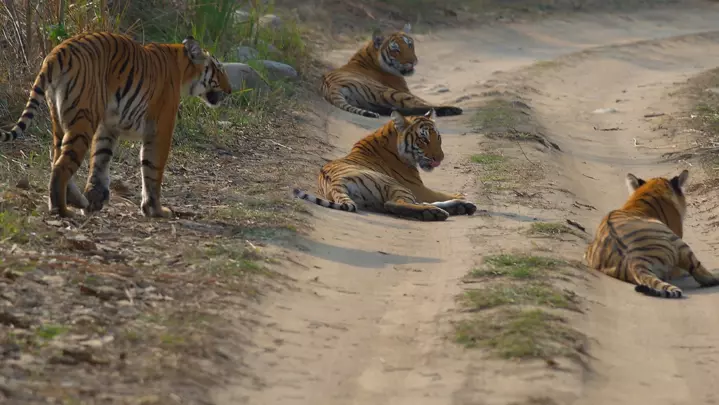 An sanya dokar hana fita a wasu kauyukan India bisa hare-haren damisa