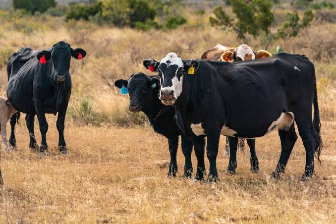 Cutar Dabbobi: An samu bullar Anthrax a Najeriya