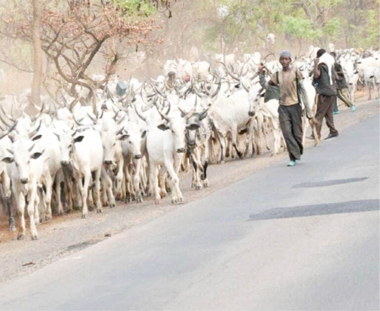 Cinikin dabbobi tsakanin kudu da arewacin Nigeria ya ragu da kaso 50