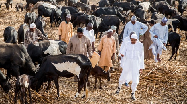 No other evidence is required to prove Buhari has failed – CDHR