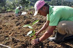 Tree Planting