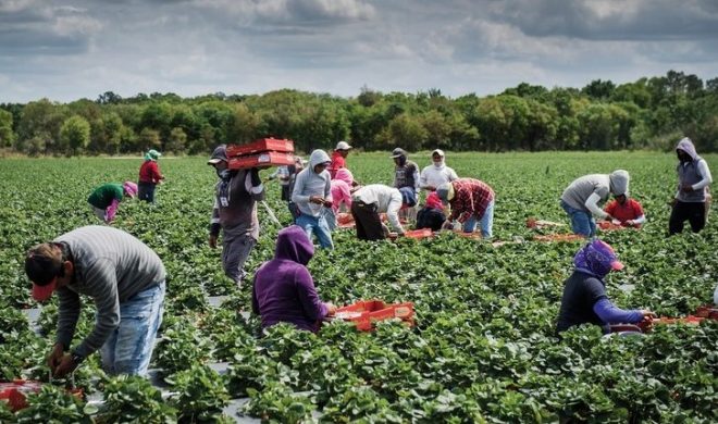 Farmers