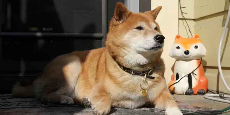 Shiba inu coin now 11th largest cryptocurrency, with $18.8 billion market value