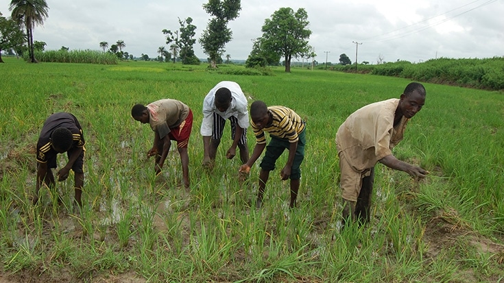 Adamawa communities donate land to NALDA for wheat farming, cow fattening – ES