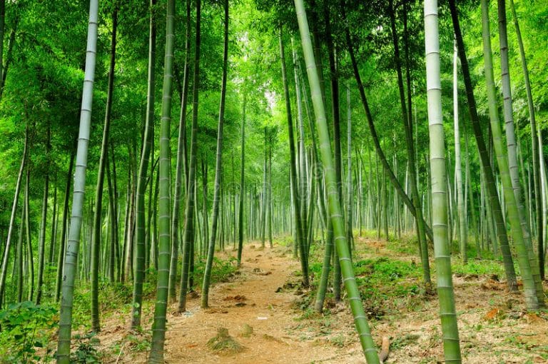 China has over 6m hectares of bamboo forests