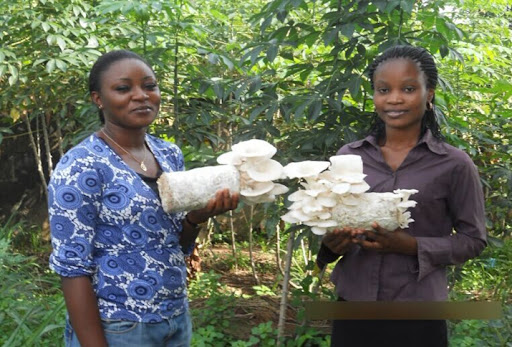 Engage in mushroom cultivation to better your lot – Institute urges Nigerians