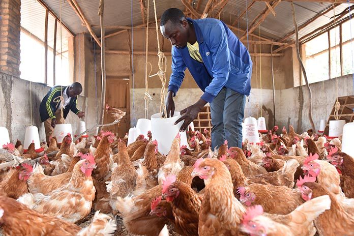 25m Nigerians risk job losses over poultry industry crisis – PAN