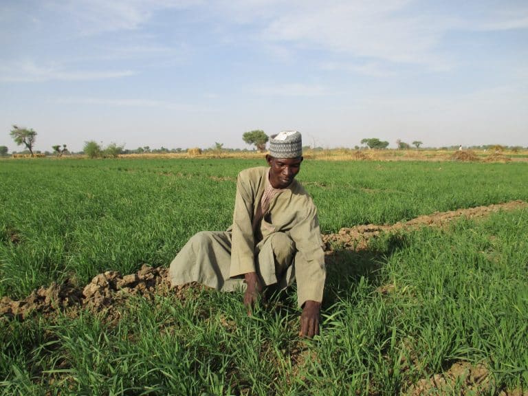 Nigeria can’t attain food sufficiency through drying grains by roadside – Expert