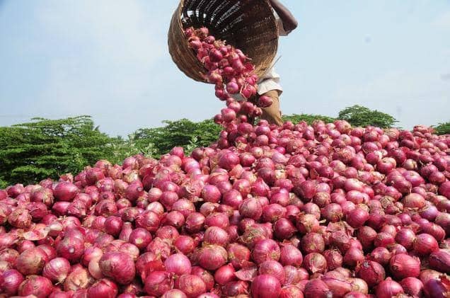 Kano onion farmers on high hope as govt promises establishment of processing factories