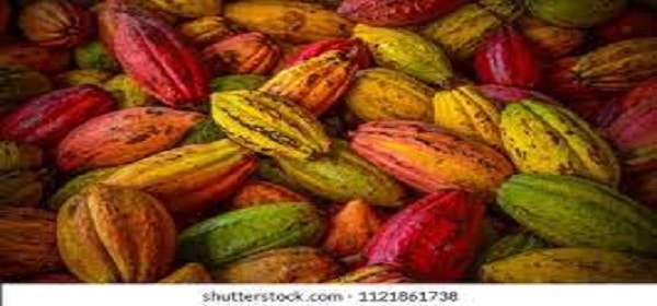 Farmer allegedly harvests neighbour’s cocoa pods in Osun