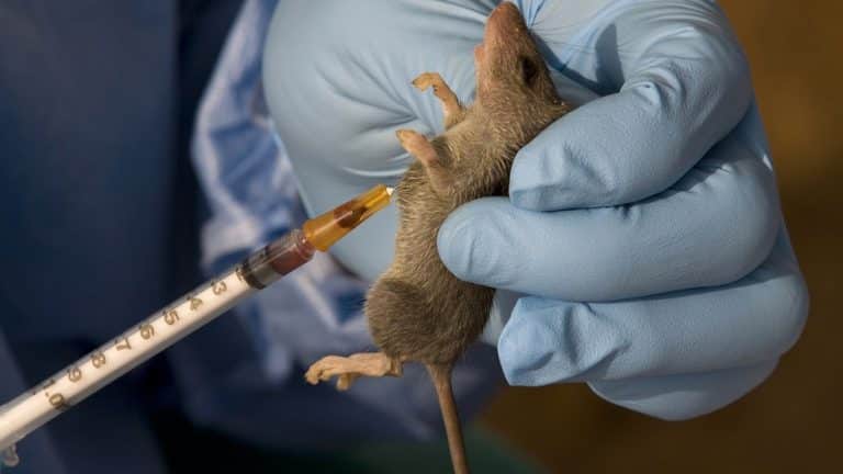 Lassa Fever: Case toll jumps to 92, as new deaths recorded in Bauchi, Ebonyi