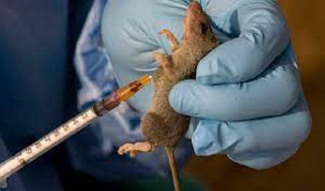 Gombe records new lassa fever case