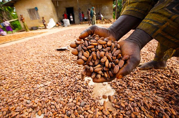 Institute distributes 300,000 cocoa seedlings to farmers in 2021