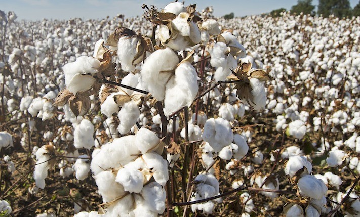 Cotton prices soar to highest level in Adamawa