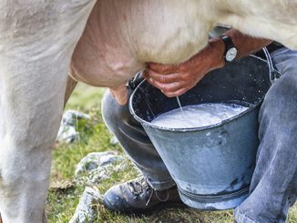 Fulani group to establish modern cow milk market in Jigawa