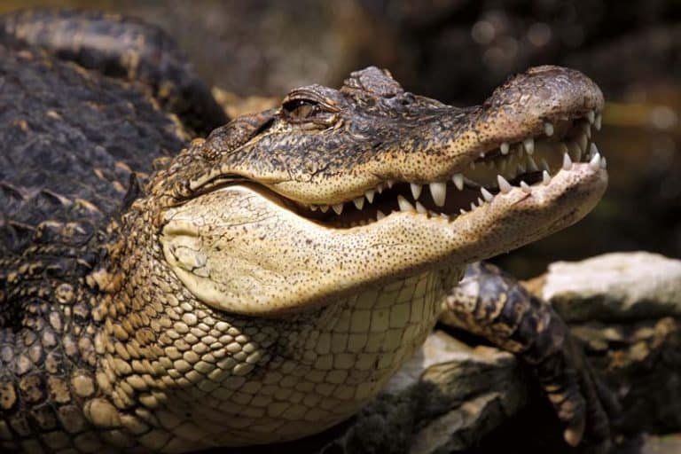 Crocodile kills woman in deadly river attack