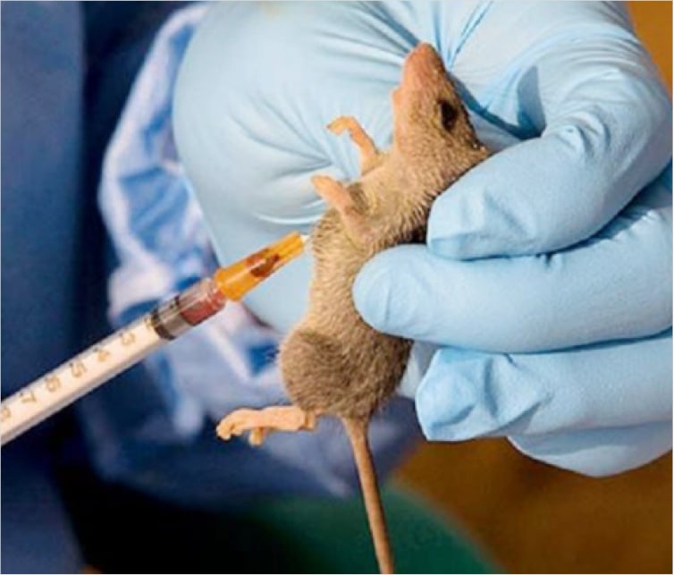 Plateau records 1 case of Lassa fever infection