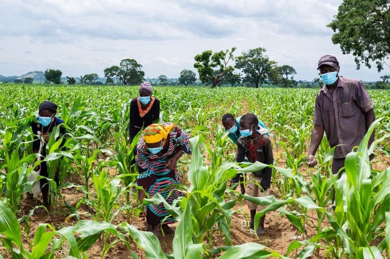 Bauchi maize farmers laud ABP, seek sustainability