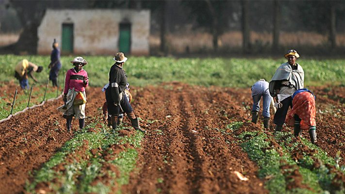 Gombe farmers laud FG’s agric intervention programme