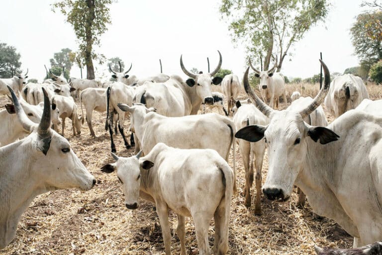 President Tinubu plans ministry of livestock development