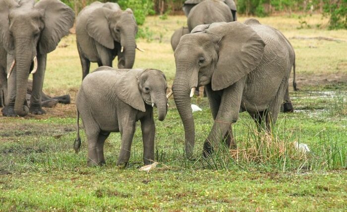 Elephants destroy farmland, injure farmer in Ogun – Lawmaker