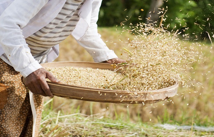 Farmers wants predictable market, urges FG to control rice price