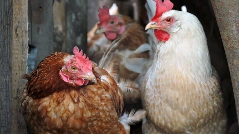 Sokoto State disinfects poultry farms against bird flu