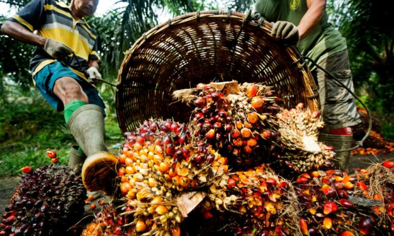 Edo attracts $531.2m from oil palm investment- commissioner