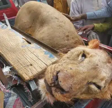 Borno confirms killing of lion in Konduga LG