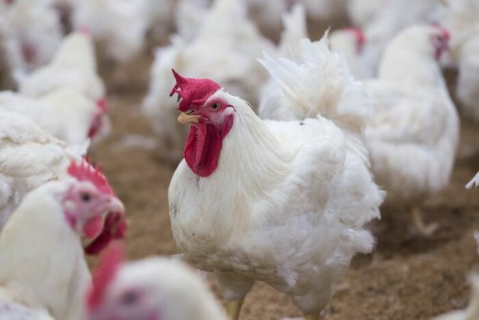 Bird flu outbreak confirmed in Kano