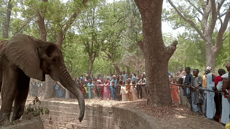 Eid-el-fitr: Visitors throng Kano Zoological Garden