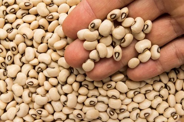 PBR Cowpea remains best performing variety – Researcher