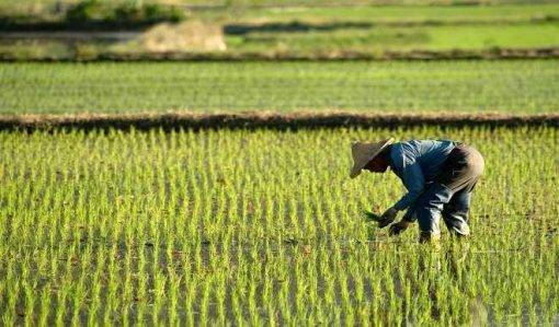 Chinese investors to cultivate 10,000 hectares of rice in Yobe – Buni