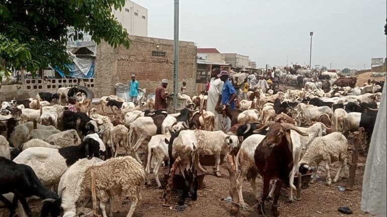 Kano residents buy chickens as cows, rams price skyrocket