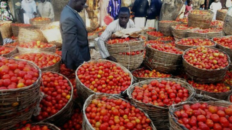 Special Report: Tomato scarcity persists, worries Kano residents