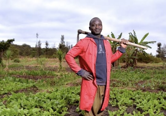 High cost of fertiliser threatens food security – Farmers cries out