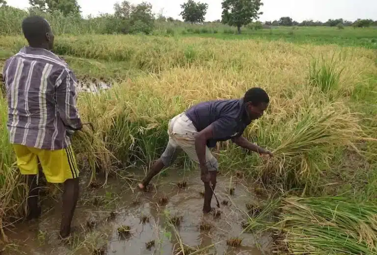 Katsina Rice Farmers