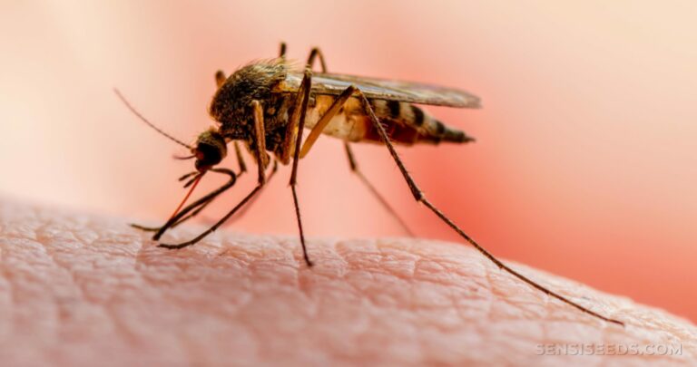 First vaccine against malaria not for adults — FG warns