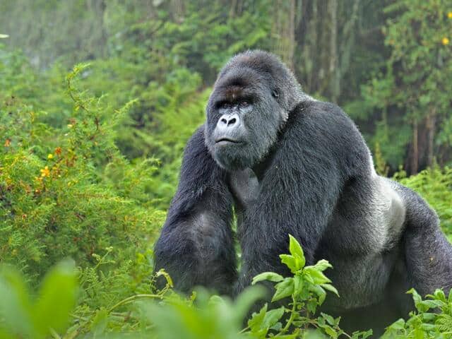 World Gorilla Day: Nigeria’s only 100 Cross River Gorillas face extinction