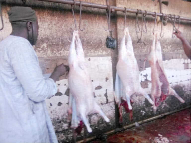 KSCPC uncovers dead animals in Kano abattoir