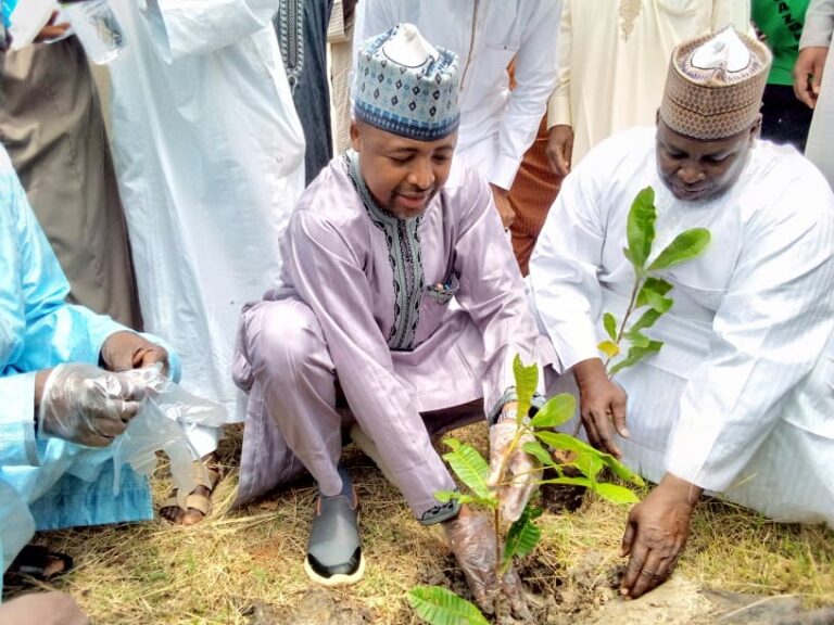 Kano tree planting