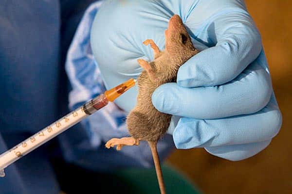 NCDC confirms 8 new cases of lassa fever, death toll hits 171