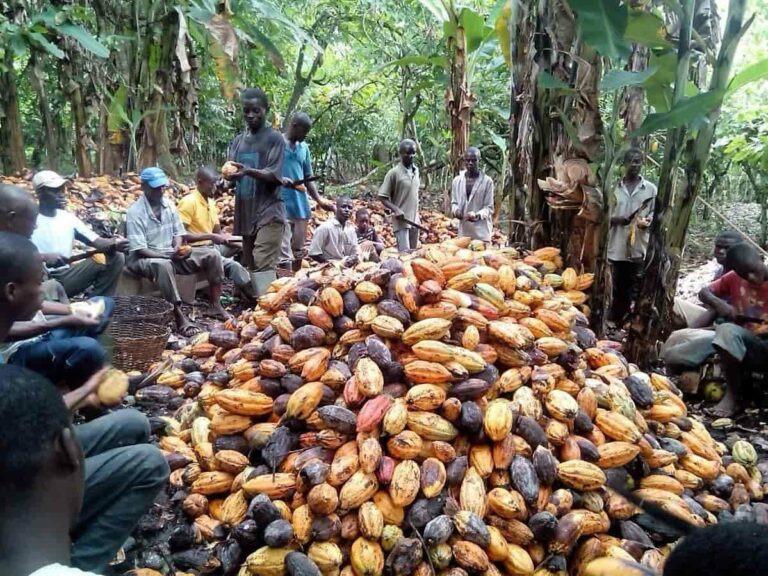 U.S. announces project to improve cocoa value chain in Nigeria