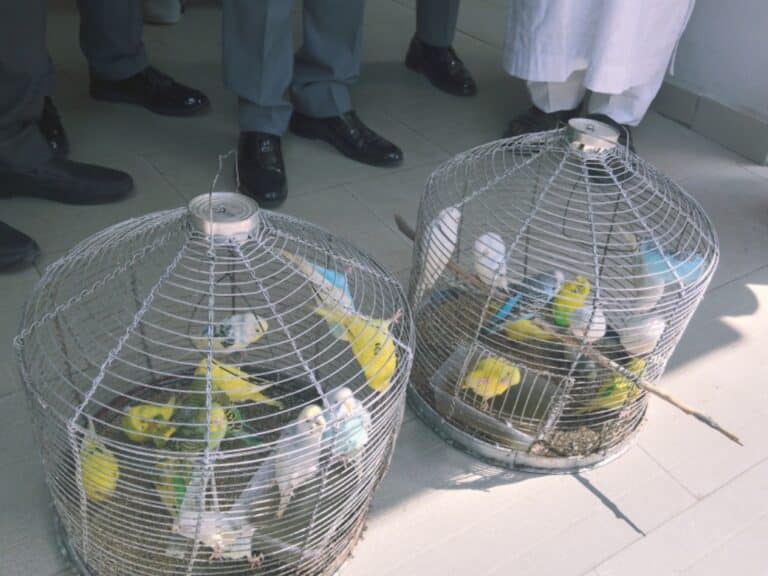 NESREA hands over 25 seized  exotic birds to Kano zoo