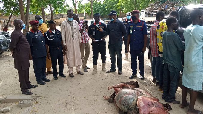 4 arrested over attempt to sell dead cow meat in Borno