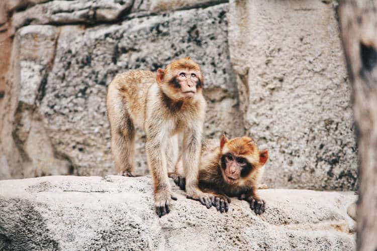 Upla: The Indian village where Monkeys own 32 acres of land