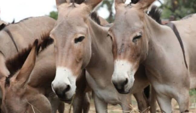 Donkey “on the verge of extinction” in Nigeria – Group