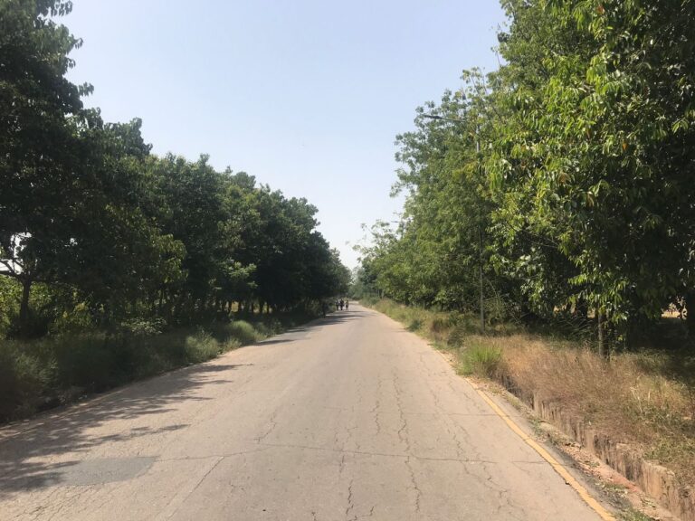 EXCLUSIVE: How trees contribute to environmental serenity in BUK