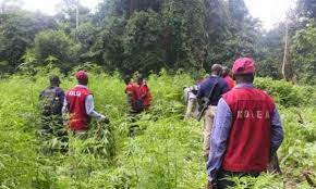 NDLEA destroys 3.7 hectares of Hemp farmland, seizes 1,465 kg