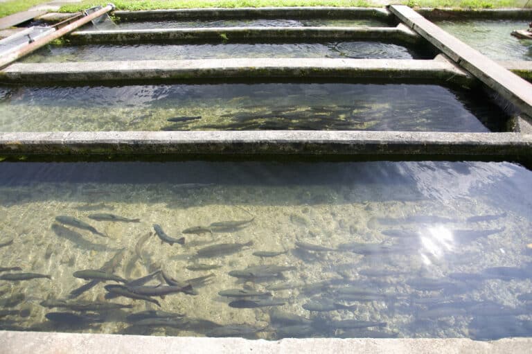 Fish farming